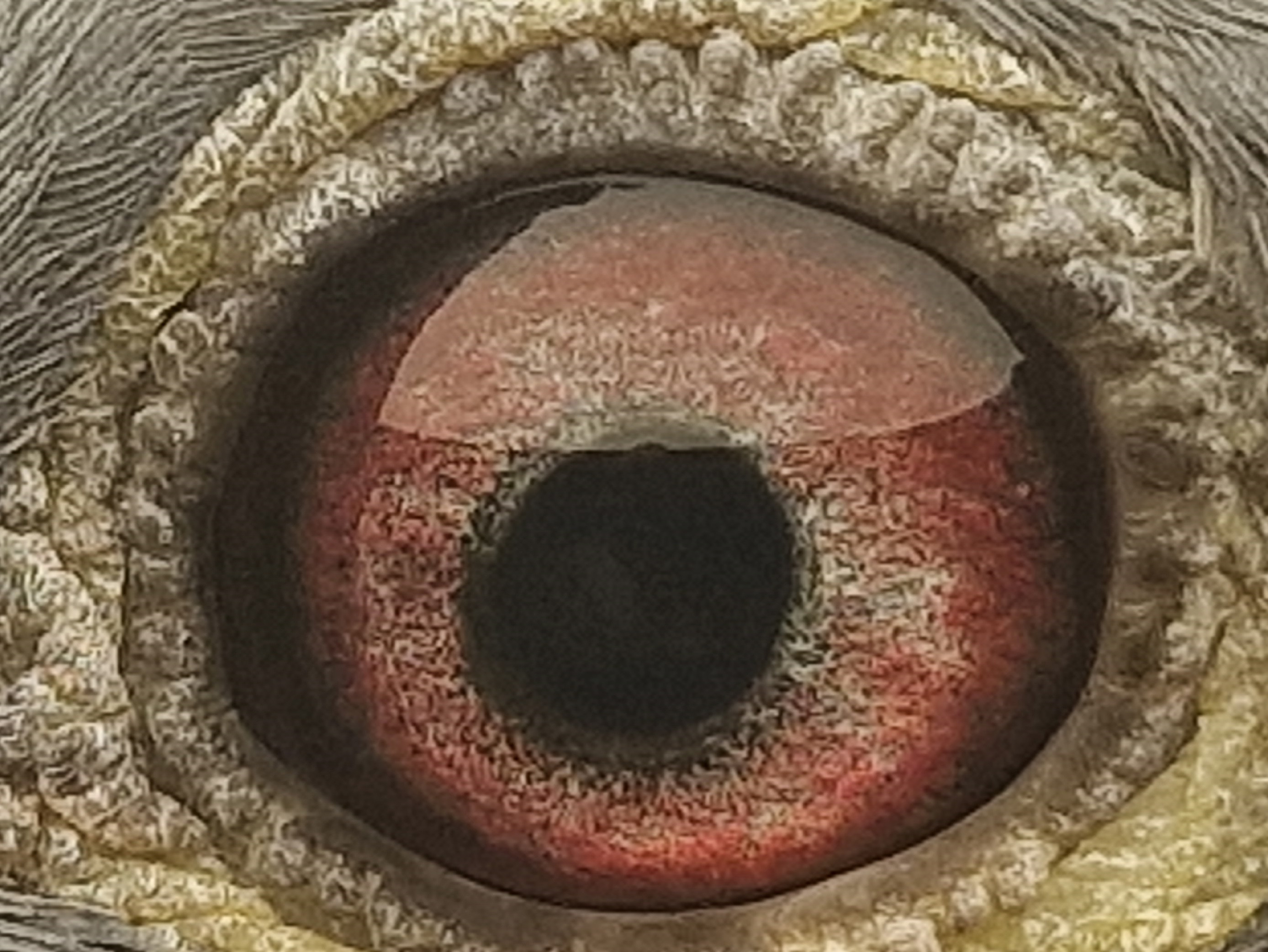Pigeon eye